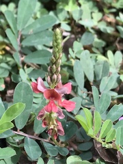 Indigofera hendecaphylla