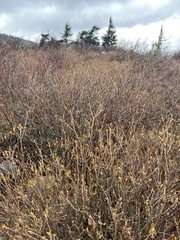 Rhododendron pilosum