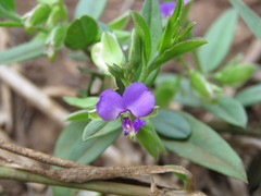 Polygala amatymbica
