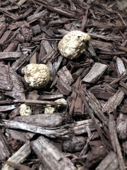 Agaricus deserticola