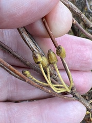 Rhododendron pilosum