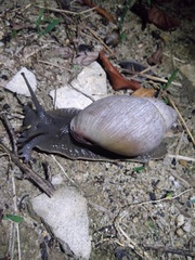 Megalobulimus