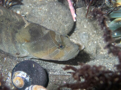 Cebidichthys violaceus