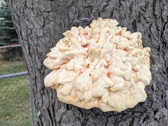 Laetiporus sulphureus
