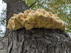 Laetiporus sulphureus