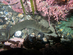 Cebidichthys violaceus