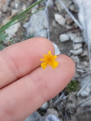 Thymophylla pentachaeta