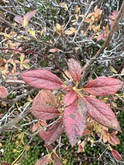 Rhododendron pilosum