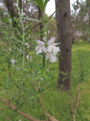 Prostanthera behriana