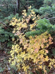 Rhododendron pilosum