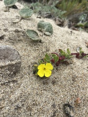 Camissoniopsis cheiranthifolia