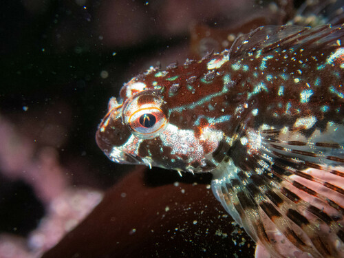 Saddleback sculpin (Oligocottus rimensis) — Cottidae — 4