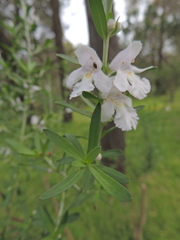 Prostanthera behriana