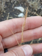 Bouteloua trifida