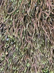 Racomitrium aciculare