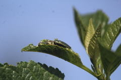 Agrilus sulcatulus
