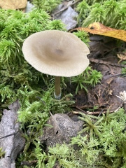 Entoloma strictius