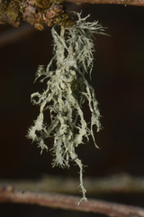 Ramalina subleptocarpha