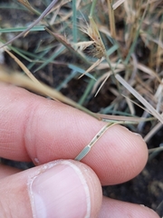 Bouteloua trifida