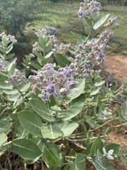 Calotropis gigantea