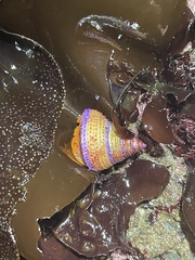 Calliostoma annulatum