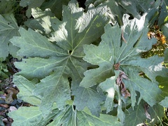 Petasites frigidus