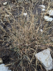 Bouteloua trifida