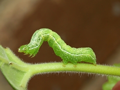 Chrysodeixis eriosoma