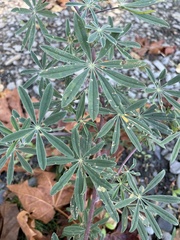 Lupinus rivularis
