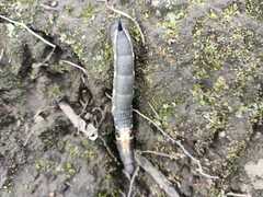 Xylophanes falco