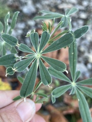 Lupinus rivularis