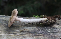 Armillaria cepistipes image