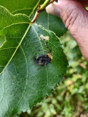 Stigmella salicis