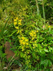 Solidago arenicola
