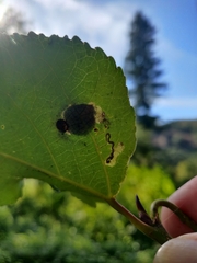 Stigmella salicis