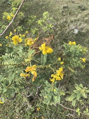 Senna auriculata