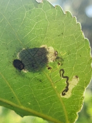 Stigmella salicis