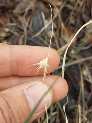 Bouteloua rigidiseta