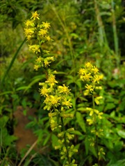 Solidago arenicola
