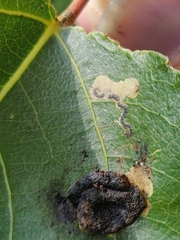 Stigmella salicis