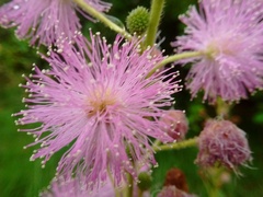 Mimosa
