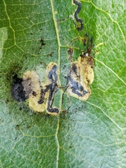 Stigmella salicis