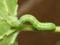 Chrysodeixis eriosoma