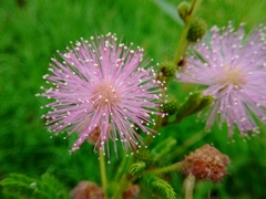 Mimosa