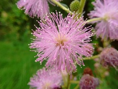 Mimosa