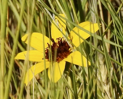 Berlandiera lyrata
