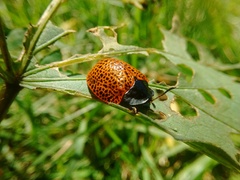 Botanochara