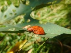 Botanochara