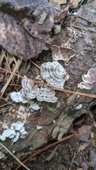 Trichaptum abietinum