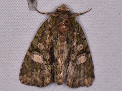 Phosphila miselioides